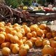 Fall Harvest Festival at the UCSC Farm