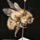 Inaugural meeting of CU Bee Club at the CU Museum!