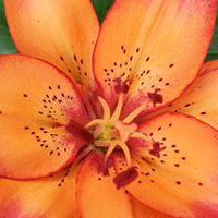 Tiger Lily Music, Works by women, African American and Latinos