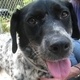 Panel Discussion: Helping Dogs and Cats in Athens