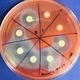 Imagine Science Lab Workshop: Survival and Essential Drugs