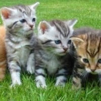 Animal Welfare Committee Meetings