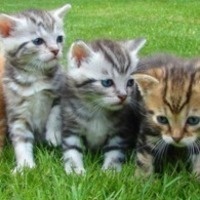 Animal Welfare Committee Meetings
