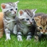 Animal Welfare Committee Meetings
