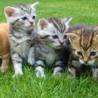 Animal Welfare Committee Meetings