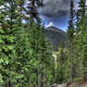 CSTPR Seminar: How Science and Society Will Shape Future Forests