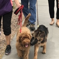 Join Phoenix Children's Walking Team for the World's Largest Pet Walk
