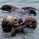 Sea Otter Awareness Week