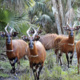 TCI Seminar | The Mountain Bongo Antelope: repatriation and recovery