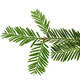 WiSE Naturalists Group presents: Use Your Senses! Part I