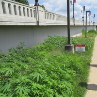 Workshop: Sustainability & Cannabis