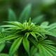 Colloquia on Cannabis Research: Kent Hutchison