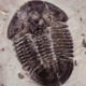 National Fossil Day: All about trilobites!