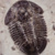National Fossil Day: All about trilobites!