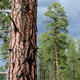 The Natural History of the Ponderosa Pine