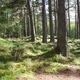 Preparing Boulder's Forests for Tomorrow's Wildfires: Community Workshop