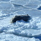 Climate Change in Our Backyard - Not so far removed - Discovering the changes at the poles and implications for Colorado