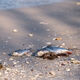 Red Tide: What South Florida Needs to Know - Expert Panel