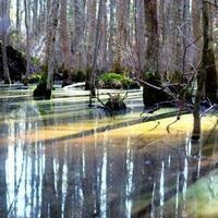 Pocomoke River Camping Trip (Nov 2-4)