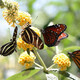 Butterfly Pavilion