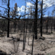 AIA Lecture: Insights from the Past for a Warming World