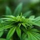 Colloquia on Cannabis Research: Leah Hitchcock