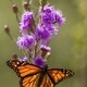 2018 Pollinator Summit
