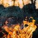 The Data Science of Wildfires