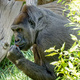 How Primates and Elephants Prevent Climate Change