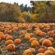 Pumpkin Patch