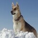 Forensic Forum: Adventures of a Forensic Anthropologist and her Cadaver Dog