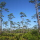 Pine Rockland & Tropical Botany Conference 2018