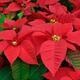 Botanical Society Poinsettia Sale
