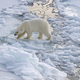 UArctic @ CU Info Session