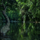 Conservation Through Participation in Communities Bordering the Gunung Leuser National Park, North Sumatra