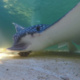 Whitespotted eagle rays as predators and prey: integrative ecology to develop conservation capacity in the western Atlantic Ocean - Bioseminar MSB-105 @ 3pm