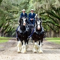 Express Clydesdales benefiting Carousel Ranch