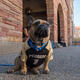 Doggy Drop-In Workshop