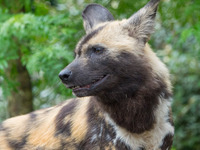 Pub Talk: Protecting Endangered Painted Dogs