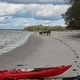 Wild Horses and Seashores - A Warm Winter Break Sea Kayak Adventure