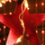 Santa Cruz Alumni Holiday Party
