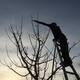 Basic Winter Fruit Tree Care: Pruning and More!
