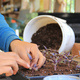 Sowing Seeds: Starting a Successful Spring Garden