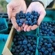 Growing Organic Blueberries in the Home Garden and Small Farm