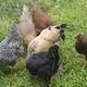 Chix in the City, Hens in the Hood