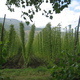 Growing Organic Hops: Production Techniques & Trellis Design