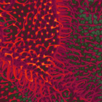 Art in Science 2019 - Call for Submissions (Deadline)