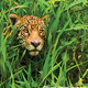 Land of the Jaguars: Wild Wetlands of South America