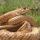 New exhibit: Snakes of Colorado