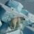 Science Sunday: Polar Bears and Climate Change, Living on Sea Ice in a Warming World